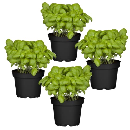 Cuatro Plantas de Albahaca - Plantas Premium DECOALIVE - Hierbas Naturales para Huerto Urbano - Plantas Aromáticas