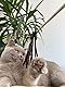 Kater Kasimir Lederwedel mit Griff aus Buchenholz und Bändern aus Leder. In Deutschland von Hand und mit Liebe hergestellt