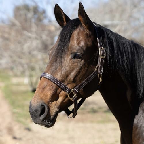 Jeffers Frankfort Leather Horse Halter w/Throat Snap, Pre-Oiled Havana Leather, Triple Stitched Nose & Cheeks, Adjustable Double Buckle Crown, Breakaway Ready, Safe Equestrian Tack - Cob Size