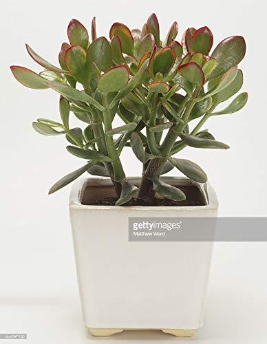 GreenBourneLucky Plant Jade Plant Crassula ovata, Friendship Tree, Indoor Green Live Table Plant (B08NZVFQQS) Amazon Price History, Amazon Price Tracker