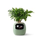 PLANTSIO Ivy Intelligenter Blumentopf für Heimdekoration, Pflanzen...