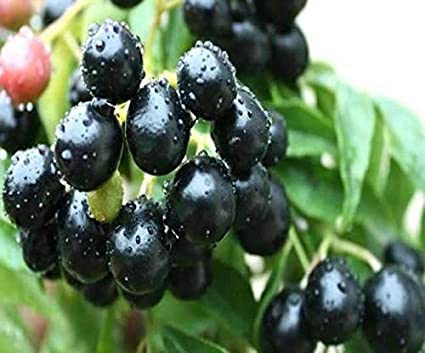 Online plant bazar Black Jamun/Java Plum Live Plant : Amazon.in: Garden ...