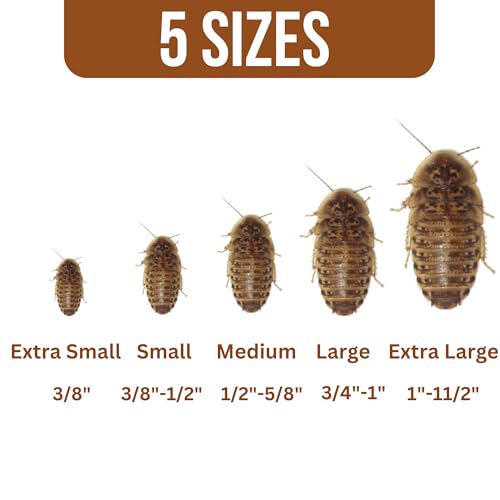 DUBIA FARMS 100 Extra Small Live Dubia Roaches from in Container, Live Reptile Food for Bearded Dragons, Turtles, Lizards, Frogs & Toads, Feeder Insects (Extra Small) - Image 3