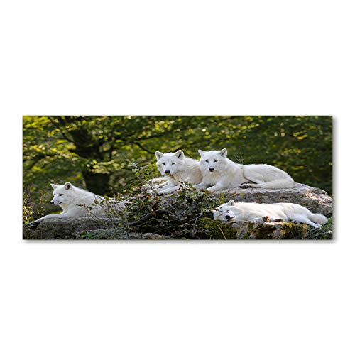 Crédence de cuisine loup blanc 125x50 fond de hotte verre trempé Tulup