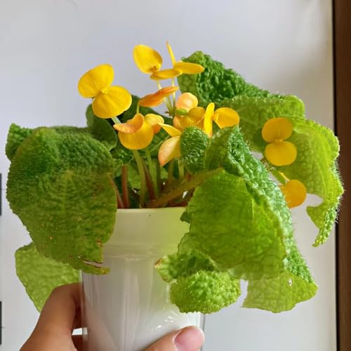 begonie arbusto di farfalle semi di interni giardino interni semi selvatici, semina autunno begonie ghiaccio reale 100pcs