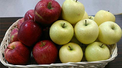 Ԃ񂲁E 󂠂 HהׂPieTL vPOLj Yn܂iEXER`j120TCY S ь