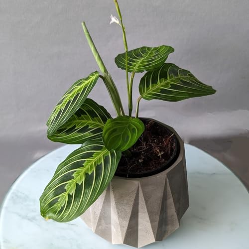 Image of Little Jungle X CuteCrete Sage Concrete Planter For 3 inch - 4 inch Pots (Grey) | | flower pots for home decoration | Balcony Decor | Garden