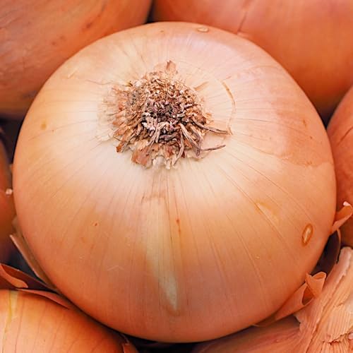 PlantiCo Oignon Exhibition 1g Graines Robustes Graines de Légumes Graines de Culture Serre Jardin Potager