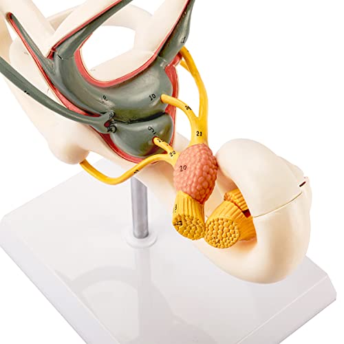 Image of Inner Ear Model 2 Part 8X Cochlear Semicircular Canal and Vestibular Open Anatomical Model for Medical Teaching Study