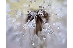 Dreamy Dandelion Wall Decor for Bathroom Bliss