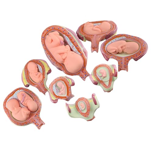 Componenti rimovibili: il design offre una visione approfondita dell'anatomia e del bacino femminile, con dimensioni compatte per un facile posizionamento su un tavolo mantenendo dettagli sufficienti per una comprensione approfondita.