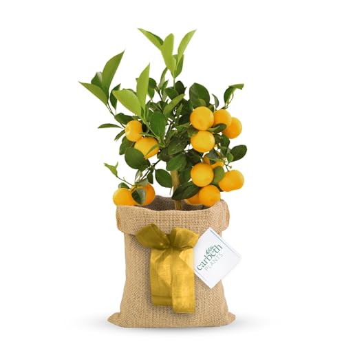 Carbeth Plants Lemon Tree Gift Wrapped in 12cm Pot - Indoor Citrus Plant