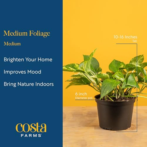 Image of Costa Farms Live Indoor Plant Variety Pack in Plastic Pots, Easy to Maintain, Air Purifying Houseplants, Home, Room, or Office Decor, House Warming or Birthday Gift, 12-24 Inches Tall, Pack of 6