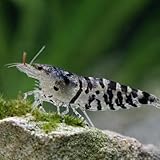 Neocaridina davidi Tiger – Lot de 20 crevettes d’Aquarium vivantes – Motif tigré Naturel – Nano Aquarium & bacs communautaires – Élevage français NeoTropic