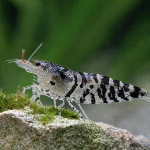 Neocaridina davidi Tiger – Lot de 20 crevettes d’Aquarium vivantes – Motif tigré Naturel – Nano-Aquarium & bacs communautaires – Élevage français NeoTropic