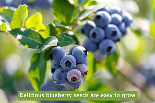 GMBTHO Mix Fruit Seeds 1100+ Berry Seeds for Planting Strawberry Raspberry Mulberry Blueberry Elderberry Cherry - 6 Varieties Individually Packaged Non-GMO for Home Garden