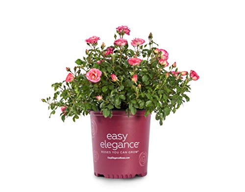 Green Promise Farms Rosa `Sunrise Sunset` (Shrub) Rose, #2 Size