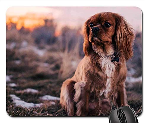 Gaming-Mauspads, Mäusematte, Braunes Haar-Hundewelpen-Haustier-Tier-Gras im Freien 2