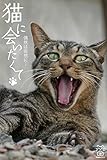 猫に会いたくて　偶然は突然に・・・ (猫パンチ)