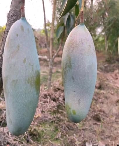 Exotic Mango Tree Varieties for Sale Three taste Variety Grafted Aam Fruit Live Plant & Tree (2-3 Ft Size) (THAI 3 TASTE PLANT)