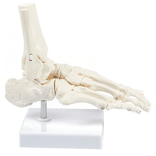 Human Foot Model on Base Stand, Articulating - Anatomical Model | White, 4.25 x 7 x 7.5 Inches
