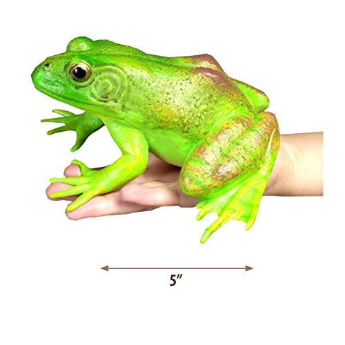Gemini&Genius ANIMAL MODELS Tree Frog Realistic Hand Painted Toy Bullfrog Figurine Model Quality Construction Rubber Animals Educational And Role Play Toys thumb #8