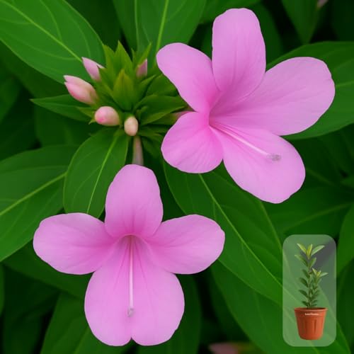 Image of Indian Gardens - Pink Colour Barleria cristata /Decemeber flower plant with 6 inch Terracotta Pot