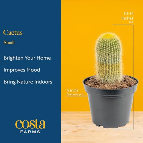 Image of Costa Farms Cactus Live Plants in Plastic Post, Easy to Maintain Succulent Indoor Houseplant, Home, Room, or Office Decor, Great House Warming or Birthday Gift, 4-8 Inches Tall, Pack of 3