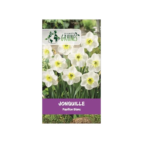 10 Bulbes Jonquille Papillon Blanc - Fleurs Élégantes et Parfumées pour le Printemps- Facile à cultiver