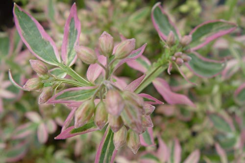American Beauties Native Plants Polemonium r. 'Stairway to Heaven' (Jacobs Ladder) Perennial, 1-Size Container, Light Blue Flowers