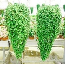 Dichondra Repens,Emerald Falls,10 Seeds~Hanging Basket Dense,Lush Ground Cover!