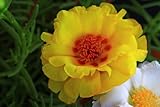 100 Yellow Portulaca Grandiflora/Moss Rose Flower SeedsComb S/H