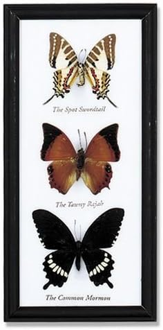 World Buyers 3 Butterfly Specimens Framed