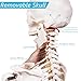 NLShan Human Skeleton Model for Anatomy -Life Size Anatomical Skeleton Medical Model with Nervous System 70.8 in with Rolling Stand for Study and Display Colorful Posters