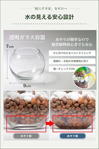 ガジュマル 観葉植物 ハイドロカルチャー ミニ ガラス鉢