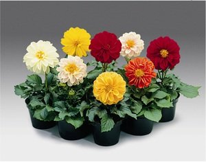 Creative Farmer Flower Seeds : Dahlia Bushy Tuberous Flower Seeds Hybrid Suitable For Indian Climate Garden [Home Garden Seeds Eco Pack] Plant Seeds (B078RFZDZH) Amazon Price History, Amazon Price Tracker