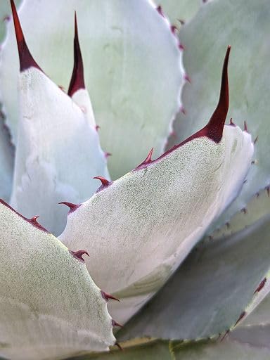 Amazon.co.jp: 大株◇アガベ パリー トランカータ （トルンカータ