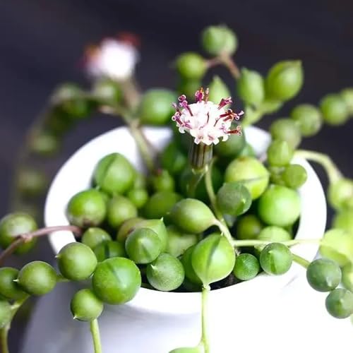 Semi di pisello, Senecio rowleyanus, semi di d'appartamento da giardino, semi di stanza Le perenni sono 30pcs