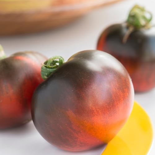 PREMIER SEEDS DIRECT Tomato - Indigo - Apple - 10 Finest Seeds