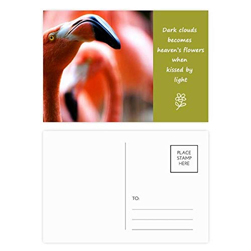 Cartes postales flamand rose DIYthinker : 20 cartes merci pour ne plus jamais manquer d'inspiration