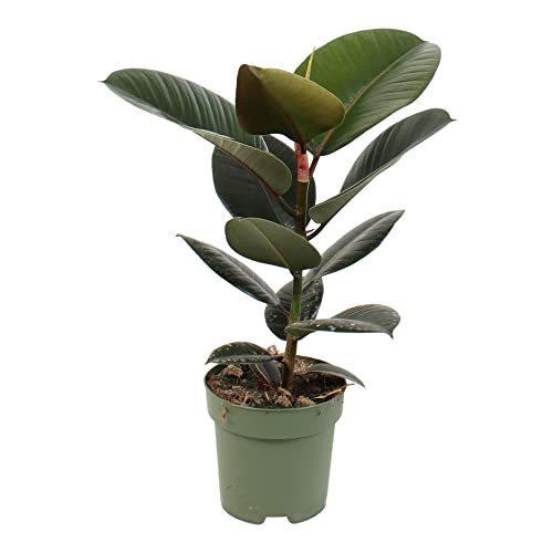 Plante d'intérieur de Botanicly - Hévéa - Hauteur: 65 cm - Ficus Elastica Robusta Cover