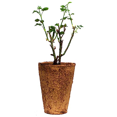 Red Eden Climbing 1.5 Gal Rose Plant Live, Fragrant Reblooming Red Flowers, Own Root Climber for Arbor, Trellis, Fence or Screening, Stargazer Perennials