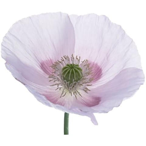 Earthcare Seeds Giant Poppy 250 Seeds (Papaver Somniferum Giganteum) Non GMO - Heirloom Cover