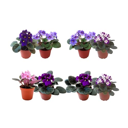 African Violets Live Plants