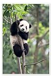 Panda dans un arbre Poster de Tony Camacho 40 x 60 cm Tableaux Décoration murale