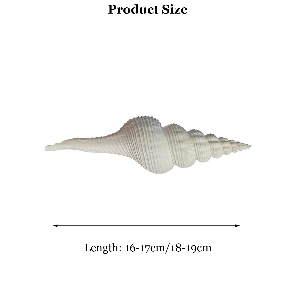 Amazon.co.jp: 装飾用の大きな貝殻、大きな天然巻き貝の貝殻、装飾用の