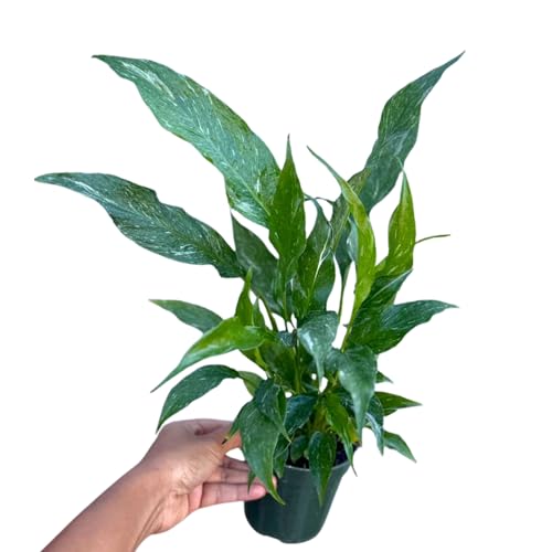 PLANTVERS Variegated Peace Lily in 4' Grow Pot – Spathiphyllum Variegata – Unique Live Indoor Flowering Plant – Easy Care, Air Purifying & Low Maintenance Tropical Houseplant