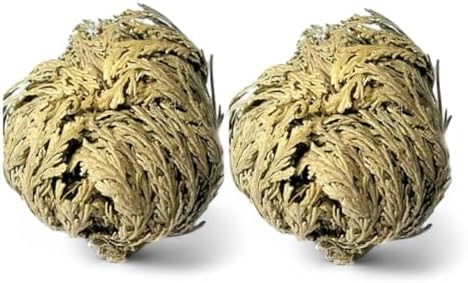 Rose of Jericho - Resurrection Plant/Flower - Selaginella Lepidophylla (2)