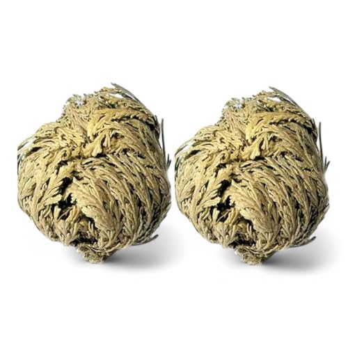Rose of Jericho - Resurrection Plant/Flower - Selaginella Lepidophylla (2)