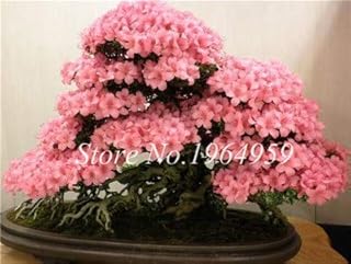Seeds Bonsai 20 pcs/Bonsai Bonsai Mixed Azalea DIY Home & amp; The Garden Plant resembles Sakura Japanese Cherry Blooms Flower So Beautiful: 12: Only Seeds